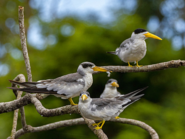 Adult large-billed terns, Phaethusa simplex, perched in a tree within the Pacaya Samiria Preserve, Peru.