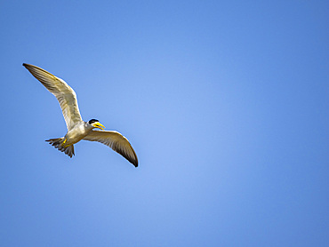 Adult large-billed terns, Phaethusa simplex, in flight within the Pacaya Samiria Preserve, Peru.
