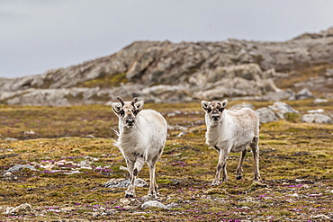 Young Svalbard reindeer (Rangifer tarandus platyrhynchus) at Gosbergkilen, Spitsbergen, Svalbard, Norway, Scandinavia, Europe