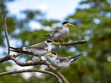 Adult large-billed terns, Phaethusa simplex, perched in a tree within the Pacaya Samiria Preserve, Peru.
