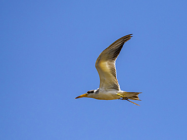 Adult large-billed terns, Phaethusa simplex, in flight within the Pacaya Samiria Preserve, Peru.