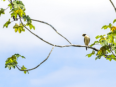 Adult Laughing Falcon, Herpetotheres cachinnans, perched in a tree within the Pacaya Samiria Preserve, Peru.