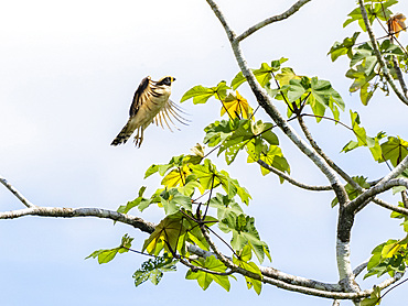 Adult Laughing Falcon, Herpetotheres cachinnans, taking flight within the Pacaya Samiria Preserve, Peru.
