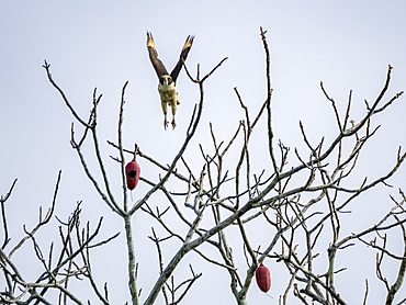 Adult Laughing Falcon, Herpetotheres cachinnans, taking flight within the Pacaya Samiria Preserve, Peru.