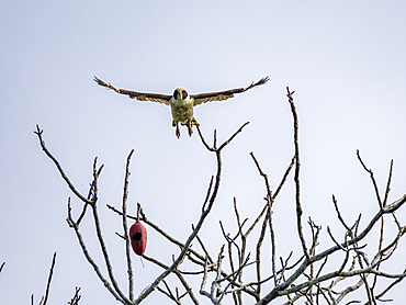 Adult Laughing Falcon, Herpetotheres cachinnans, taking flight within the Pacaya Samiria Preserve, Peru.