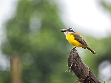 Adult lesser kiskadee, Pitangus lictor, perched on a branch within the Pacaya Samiria Preserve, Peru.