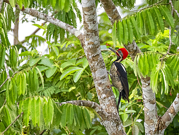 Adult lineated woodpecker, Dryocopus lineatus, perched on a tree within the Pacaya Samiria Preserve, Peru.