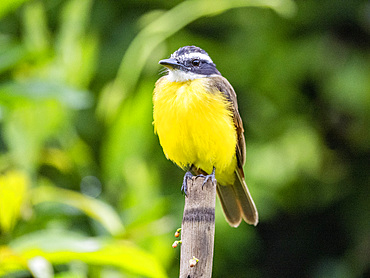 Adult lesser kiskadee, Pitangus lictor, perched on a branch within the Pacaya Samiria Preserve, Peru.