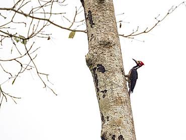 Adult lineated woodpecker, Dryocopus lineatus, perched on a tree within the Pacaya Samiria Preserve, Peru.