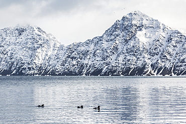 Adult black guillemots (Cepphus grylle) at Signehamna, Krossfjord, Svalbard, Norway, Scandinavia, Europe