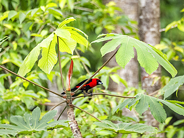 Adult masked crimson tanager, Ramphocelus nigrogularis, perched in a tree within the Pacaya Samiria Preserve, Peru.