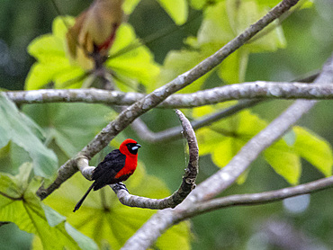 Adult masked crimson tanager, Ramphocelus nigrogularis, perched in a tree within the Pacaya Samiria Preserve, Peru.