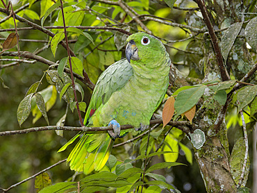 Adult captive mealy Amazon, Amazona farinosa , perched in a tree within the Pacaya Samiria Preserve, Peru.