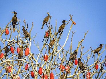 Adult neotropic cormorants, Phalacrocorax brasilianus, perched in a kapok tree within the Pacaya Samiria Preserve, Peru.