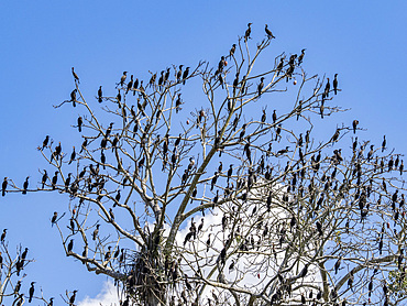 Adult neotropic cormorants, Phalacrocorax brasilianus, perched in a kapok tree within the Pacaya Samiria Preserve, Peru.