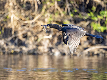 Adult neotropic cormorant, Phalacrocorax brasilianus, with a fish in its beak within the Pacaya Samiria Preserve, Peru.