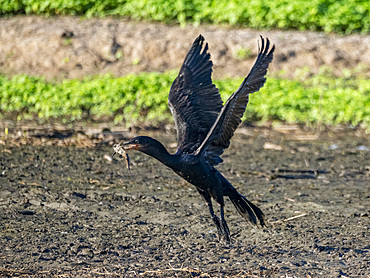 Adult neotropic cormorant, Phalacrocorax brasilianus, with a fish in its beak within the Pacaya Samiria Preserve, Peru.