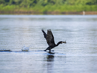Adult neotropic cormorant, Phalacrocorax brasilianus, with a fish in its beak within the Pacaya Samiria Preserve, Peru.