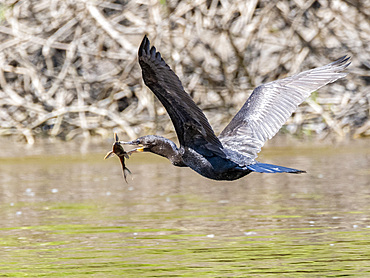 Adult neotropic cormorant, Phalacrocorax brasilianus, with a fish in its beak within the Pacaya Samiria Preserve, Peru.