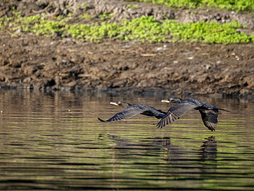 A pair of adult neotropic cormorants, Phalacrocorax brasilianus, in flight within the Pacaya Samiria Preserve, Peru.