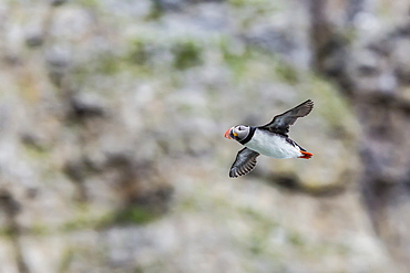 Atlantic puffin (Fratercula arctica), taking flight on Bjornoya, Svalbard, Norway,.Scandinavia, Europe