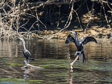 A pair of adult neotropic cormorants, Phalacrocorax brasilianus, perched within the Pacaya Samiria Preserve, Peru.