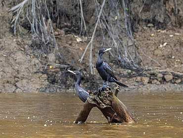 A pair of adult neotropic cormorants, Phalacrocorax brasilianus, perched within the Pacaya Samiria Preserve, Peru.