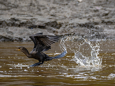 An adult neotropic cormorant, Phalacrocorax brasilianus, taking flight within the Pacaya Samiria Preserve, Peru.