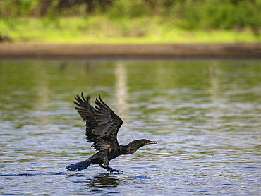 An adult neotropic cormorant, Phalacrocorax brasilianus, taking flight within the Pacaya Samiria Preserve, Peru.
