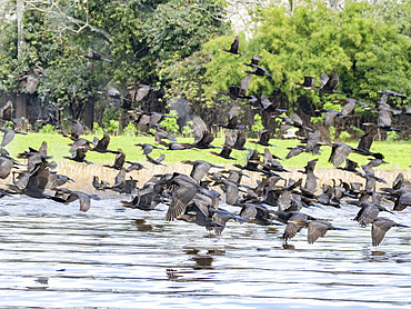 Adult neotropic cormorants, Phalacrocorax brasilianus, taking flight within the Pacaya Samiria Preserve, Peru.