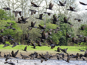 Adult neotropic cormorants, Phalacrocorax brasilianus, taking flight within the Pacaya Samiria Preserve, Peru.