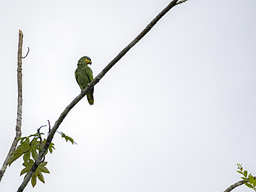 Adult orange-winged parrot, Amazona amazonica, perched on a tree within the Pacaya Samiria Preserve, Peru.