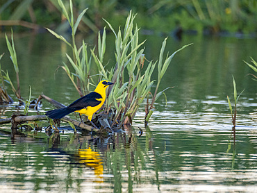 Adult oriole blackbird, Gymnomystax mexicanus, perched on the ground within the Pacaya Samiria Preserve, Peru.