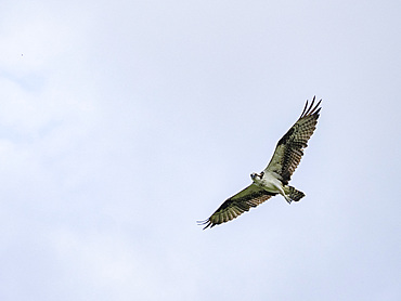 Adult osprey, Pandion haliaetus, in flight within the Pacaya Samiria Preserve, Peru.