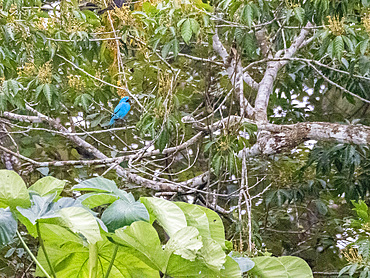 Adult plum-throated cotinga, Cotinga maynana, perched in a tree within the Pacaya Samiria Preserve, Peru.