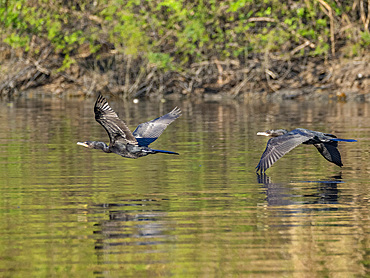 A pair of adult neotropic cormorants, Phalacrocorax brasilianus, in flight within the Pacaya Samiria Preserve, Peru.