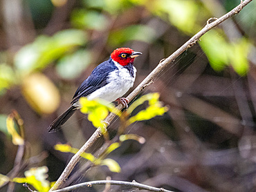 Adult red-capped cardinal, Paroaria gularis, perched in a tree within the Pacaya Samiria Preserve, Peru.