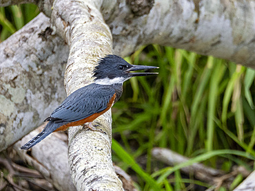 Adult ringed kingfisher, Megaceryle torquata, perched in a tree within the Pacaya Samiria Preserve, Peru.