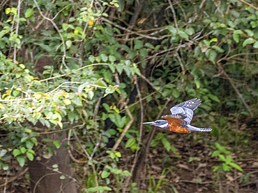Adult ringed kingfisher, Megaceryle torquata, taking flight within the Pacaya Samiria Preserve, Peru.