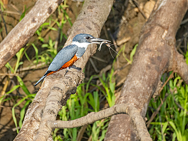 Adult ringed kingfisher, Megaceryle torquata, perched in a tree eating a small fish within the Pacaya Samiria Preserve, Peru.