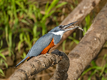 Adult ringed kingfisher, Megaceryle torquata, perched in a tree eating a small fish within the Pacaya Samiria Preserve, Peru.