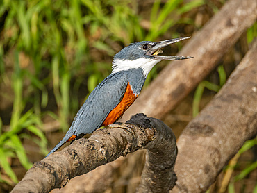 Adult ringed kingfisher, Megaceryle torquata, perched in a tree eating a small fish within the Pacaya Samiria Preserve, Peru.