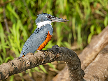 Adult ringed kingfisher, Megaceryle torquata, perched in a tree within the Pacaya Samiria Preserve, Peru.