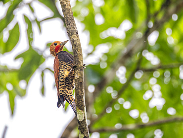 Adult ringed woodpecker, Celeus torquatus, perched on a tree within the Pacaya Samiria Preserve, Peru.