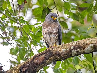 Adult roadside hawk, Buteo magnirostris, perched in a tree within the Pacaya Samiria Preserve, Peru.