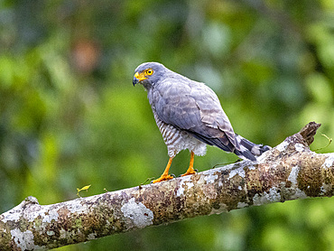 Adult roadside hawk, Buteo magnirostris, perched in a tree within the Pacaya Samiria Preserve, Peru.