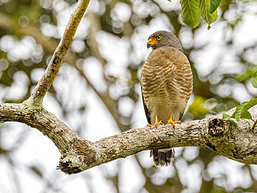 Adult roadside hawk, Buteo magnirostris, perched in a tree within the Pacaya Samiria Preserve, Peru.