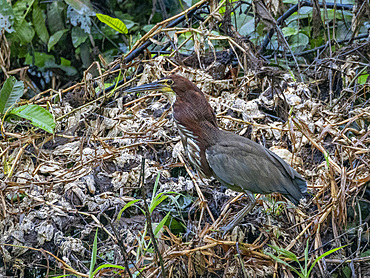 Adult rufescent tiger heron, Tigrisoma lineatum, perched in a tree eating a fish within the Pacaya Samiria Preserve, Peru.