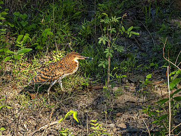 A juvenile rufescent tiger heron, Tigrisoma lineatum, within the Pacaya Samiria Preserve, Peru.