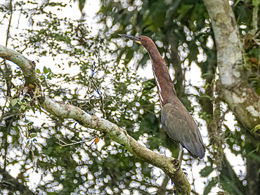 Adult rufescent tiger heron, Tigrisoma lineatum, perched in a tree within the Pacaya Samiria Preserve, Peru.